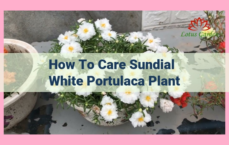 how to care sundial white portulaca plant