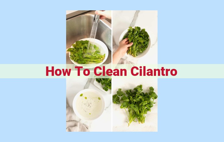 how to clean cilantro