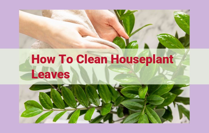 how to clean houseplant leaves