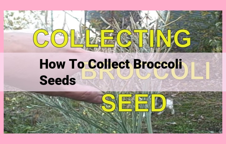 how to collect broccoli seeds