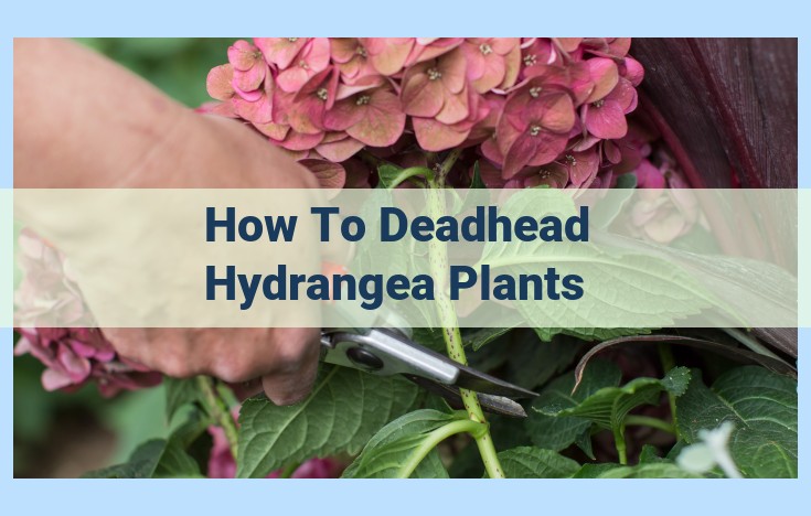 how to deadhead hydrangea plants