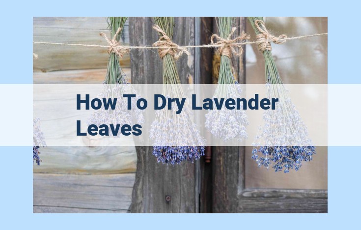 how to dry lavender leaves