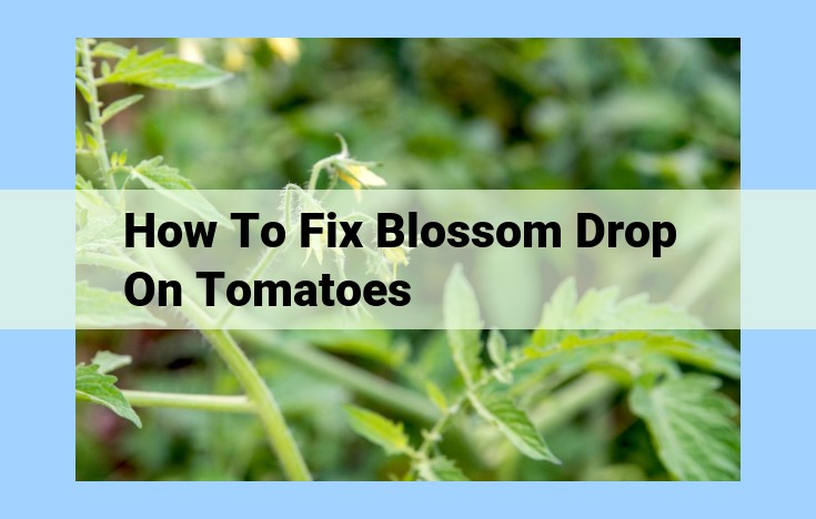 how to fix blossom drop on tomatoes