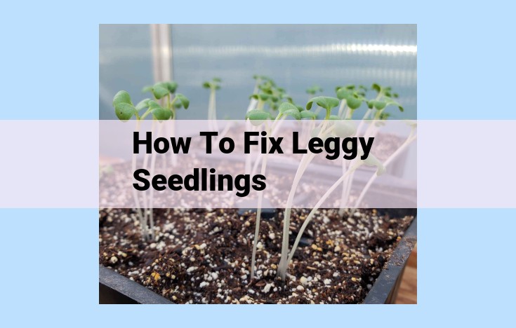 how to fix leggy seedlings