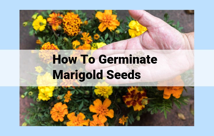 how to germinate marigold seeds