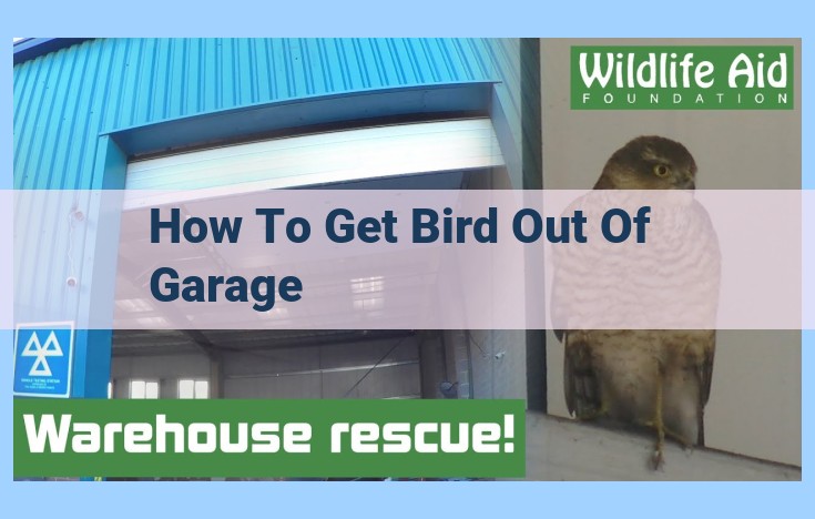 how to get bird out of garage