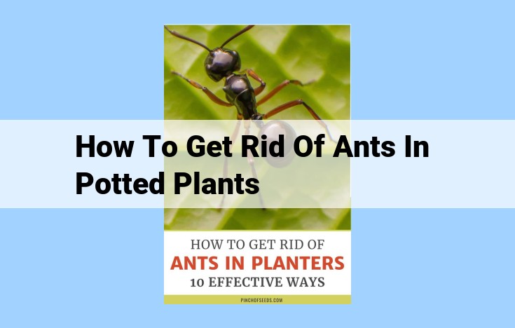 how to get rid of ants in potted plants