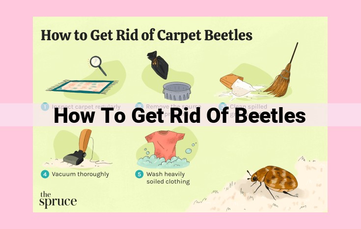 how to get rid of beetles