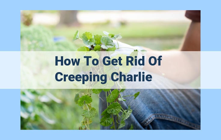 how to get rid of creeping charlie