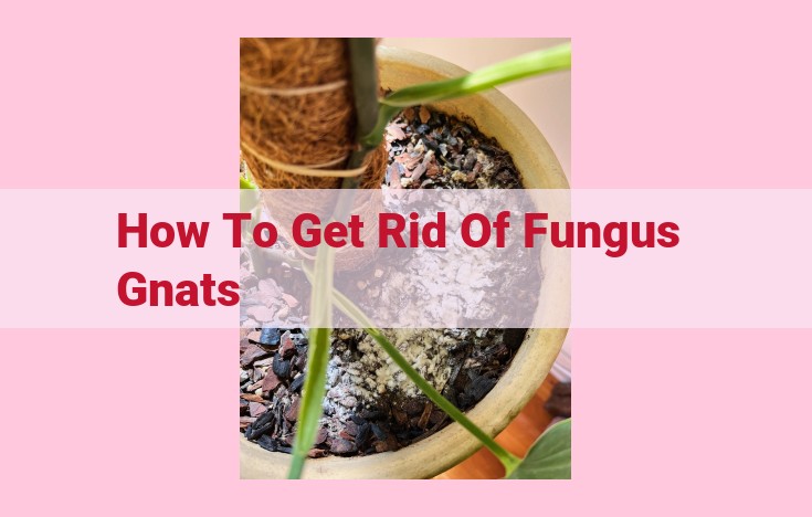 how to get rid of fungus gnats