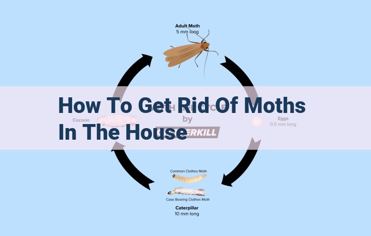 how to get rid of moths in the house