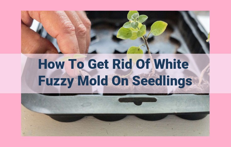 how to get rid of white fuzzy mold on seedlings