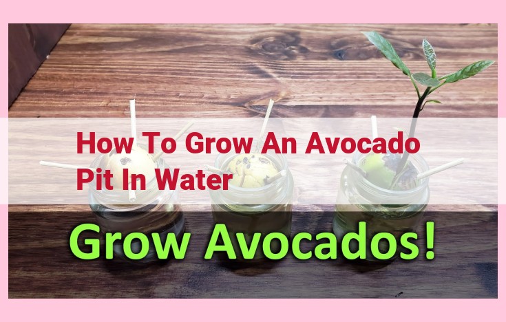 how to grow an avocado pit in water