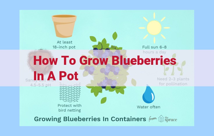 how to grow blueberries in a pot