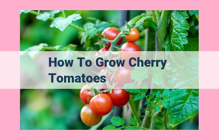 how to grow cherry tomatoes