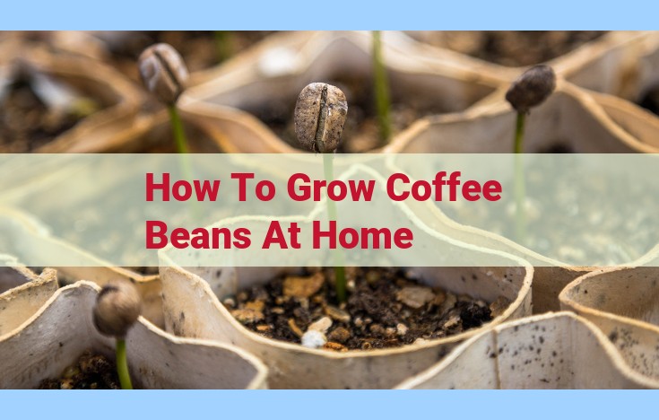 how to grow coffee beans at home