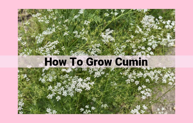 how to grow cumin