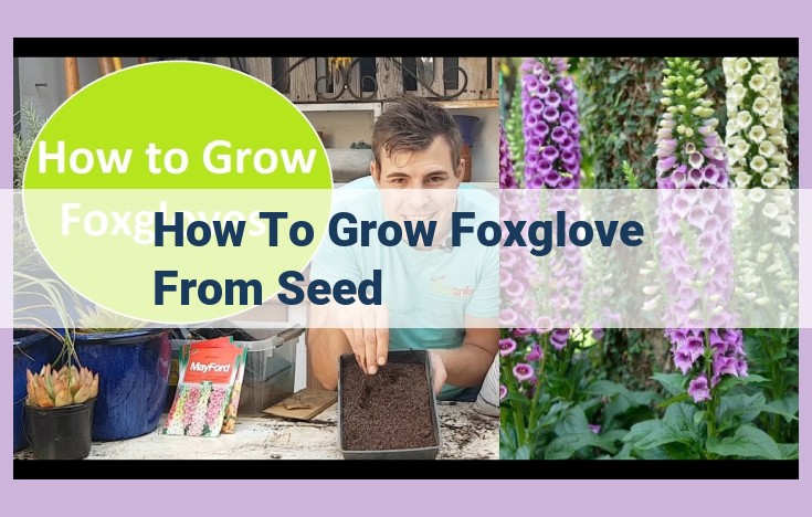 how to grow foxglove from seed