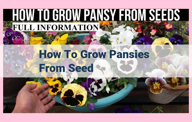 how to grow pansies from seed