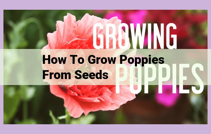 how to grow poppies from seeds