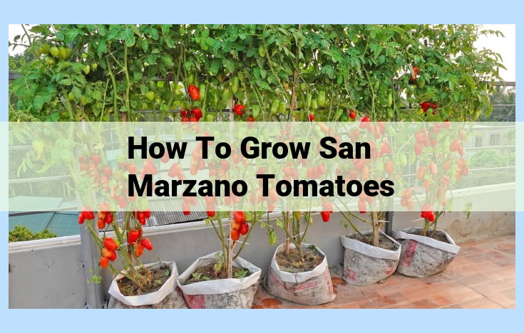 how to grow san marzano tomatoes