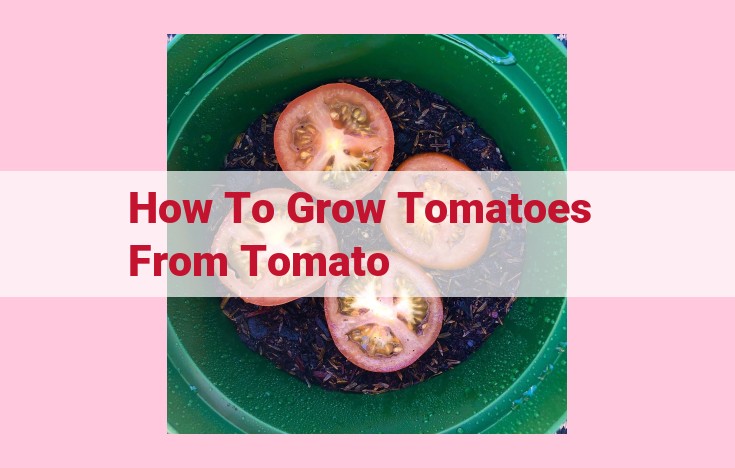 how to grow tomatoes from tomato