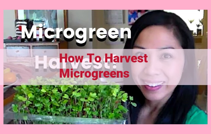 how to harvest microgreens