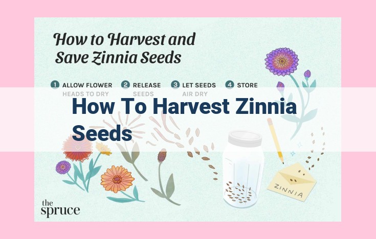 how to harvest zinnia seeds