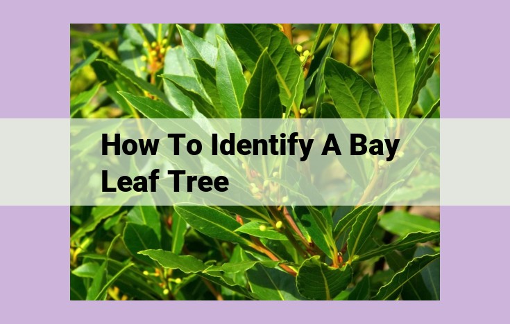 how to identify a bay leaf tree