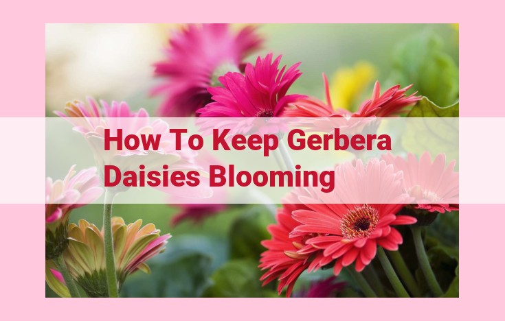 how to keep gerbera daisies blooming