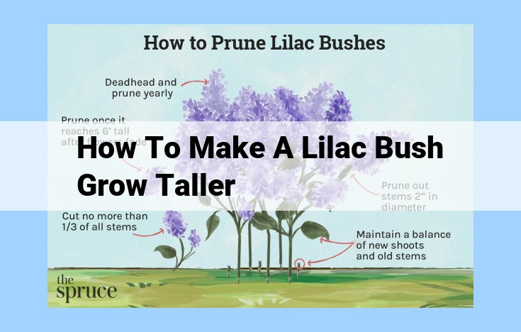 how to make a lilac bush grow taller