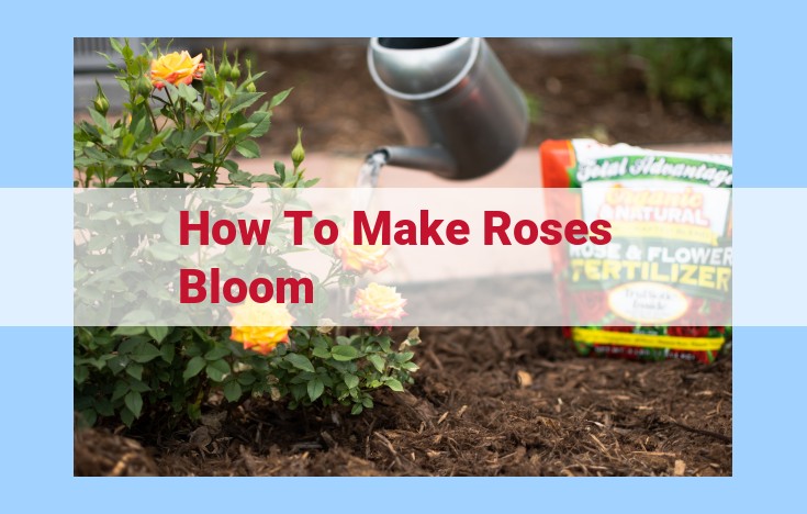 how to make roses bloom