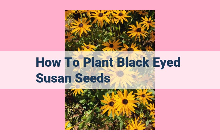 how to plant black eyed susan seeds