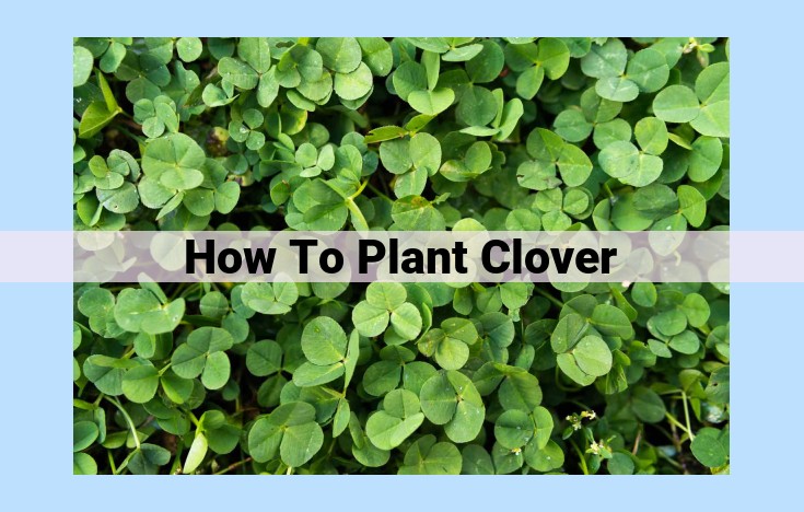 how to plant clover