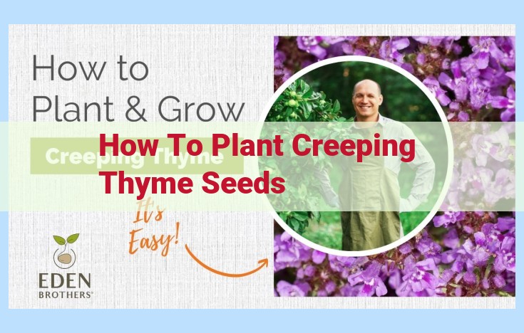 how to plant creeping thyme seeds