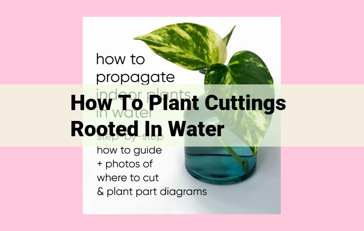 how to plant cuttings rooted in water