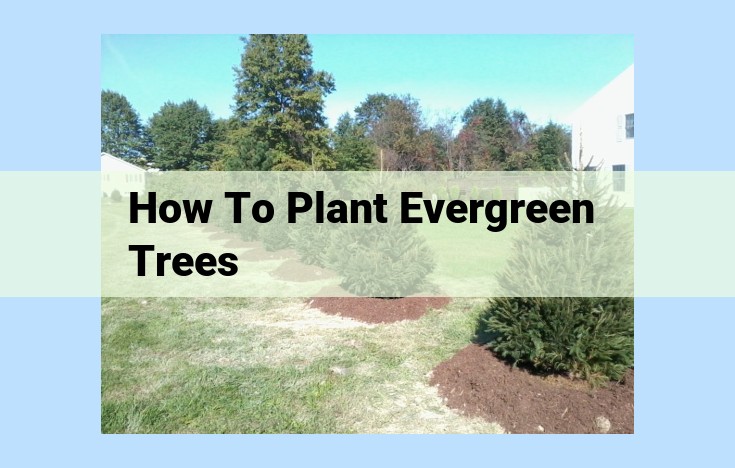 how to plant evergreen trees