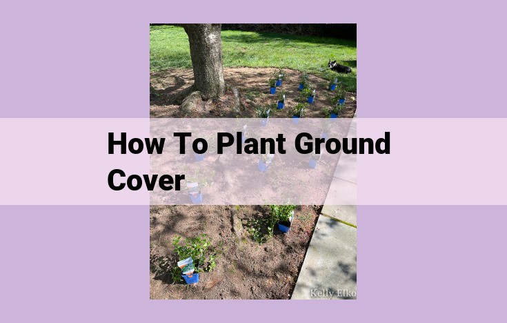 how to plant ground cover