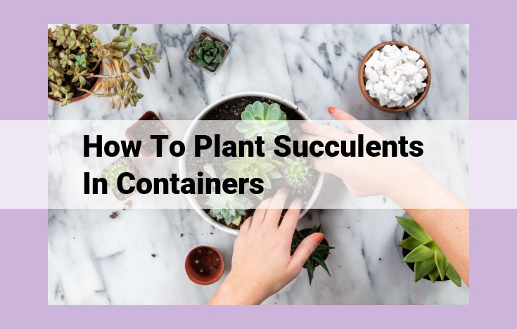 how to plant succulents in containers