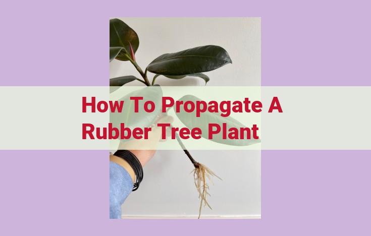 how to propagate a rubber tree plant