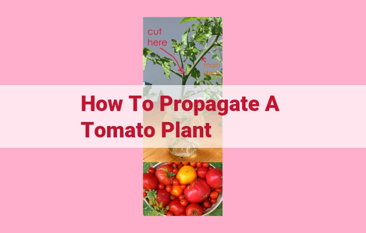 how to propagate a tomato plant