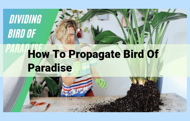 how to propagate bird of paradise