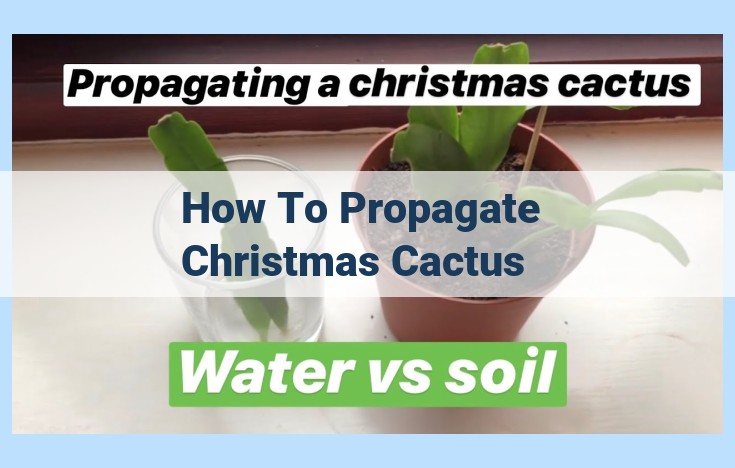 how to propagate christmas cactus