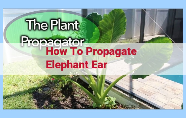 how to propagate elephant ear