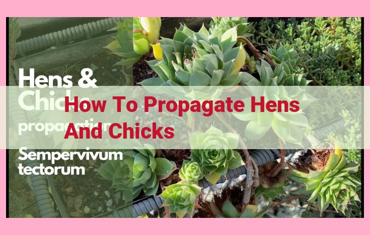 how to propagate hens and chicks