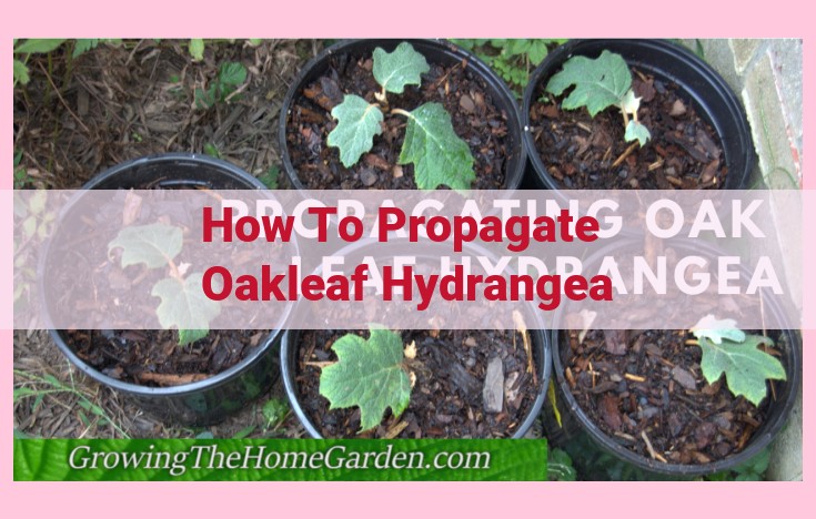 how to propagate oakleaf hydrangea