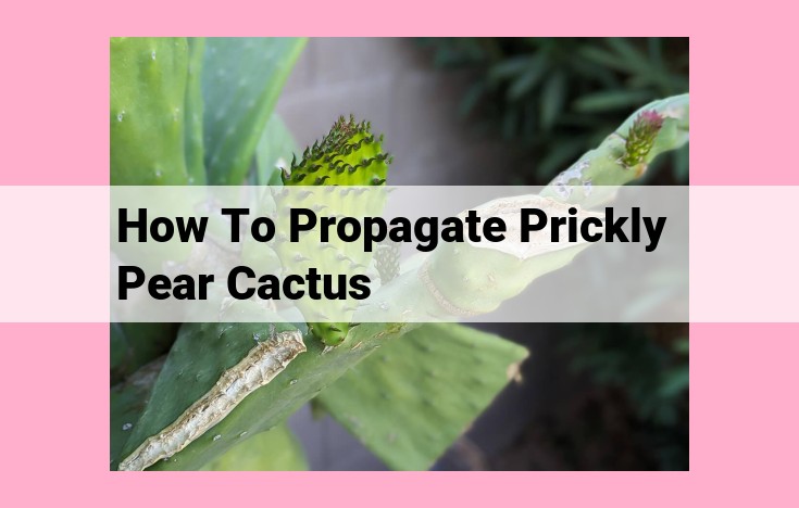 how to propagate prickly pear cactus