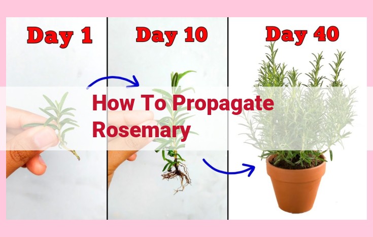 how to propagate rosemary