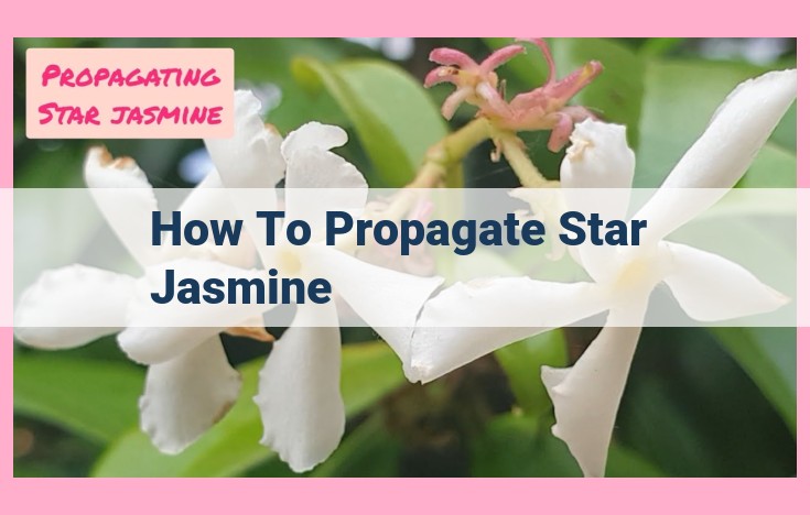 how to propagate star jasmine