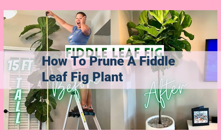 how to prune a fiddle leaf fig plant